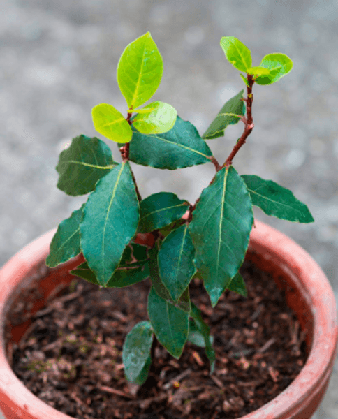 лаврове дерево