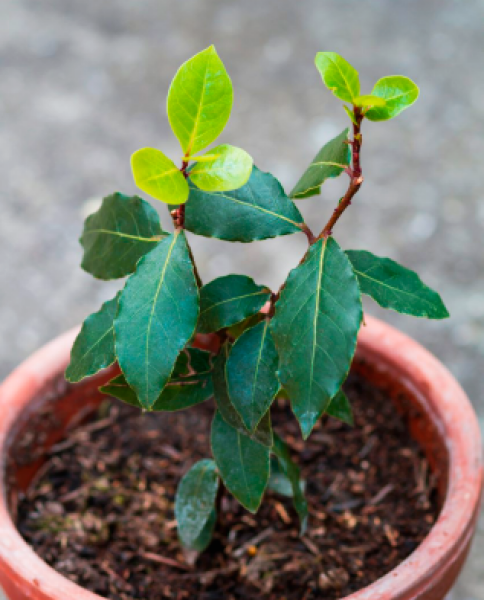 лаврово дърво, засаждане, размножаване дафиново дърво