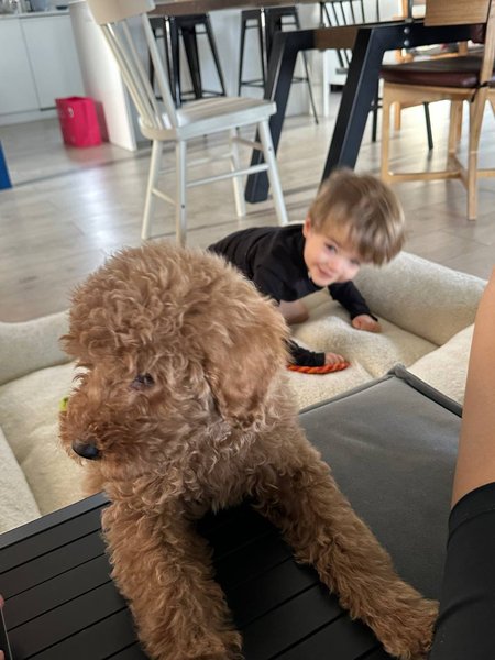 Сын Даши Кацуриной и лабрадудль Василий