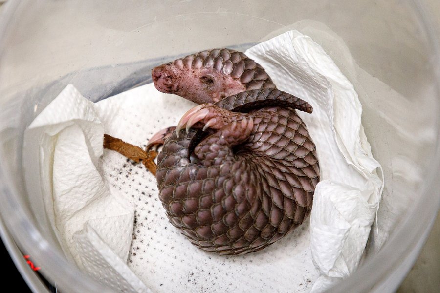 панголин, детеныш панголина, первый в европе, пражский зоопарк