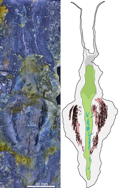 черв'як тиморибестія