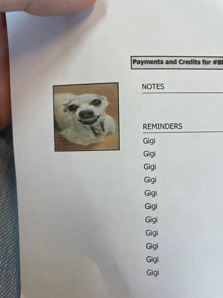 Фото собаки