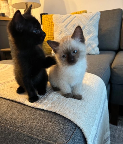 Мужчина спас котят, герой дня, котята в коробке, животные в коробке, коробка под колесами, оставили котят,