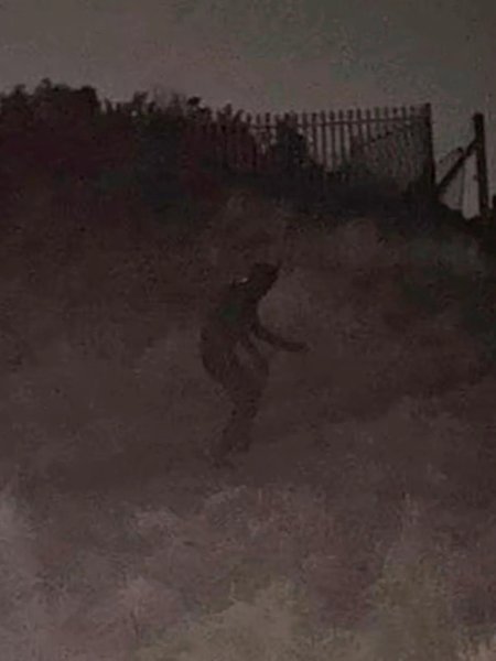 Человек-кот