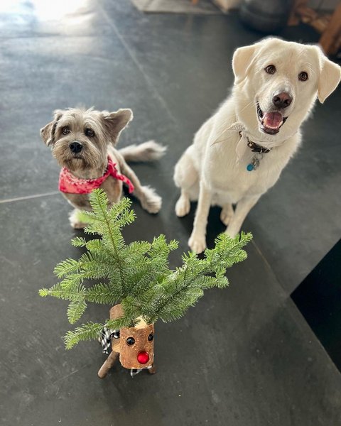 Дженнифер Энистон, рождество, елка, дух рождества