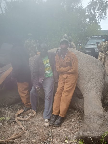 заповедник, пожар, кения, британские военные, погибший слон, слон, Лоллдайга