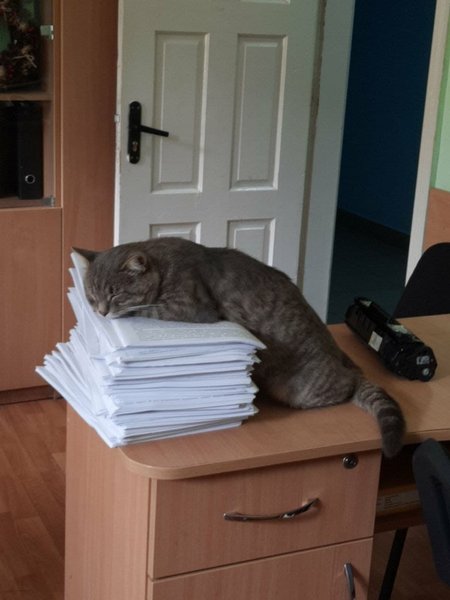 кот, Мирон Павлович, Чернівцітеплокомуненерго