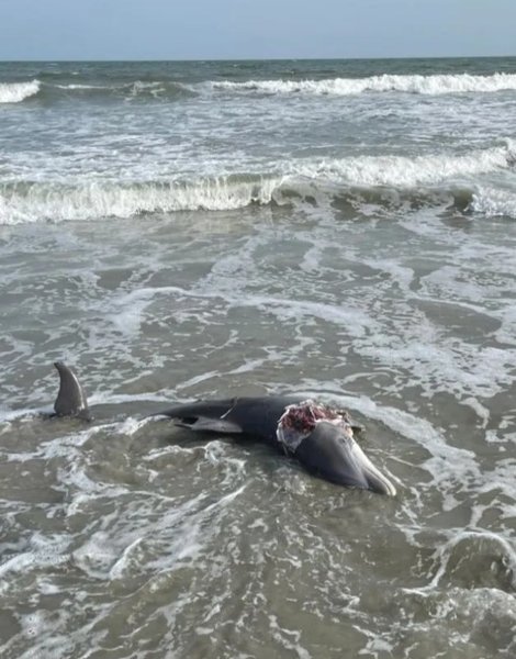 нападение акулы на дельфина , нападение акулы на дельфина  фото,
