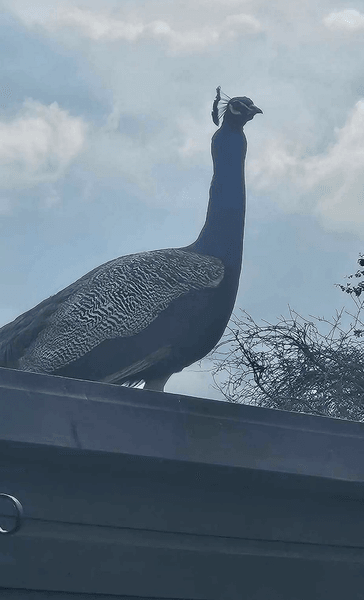 Птах, павич, божевільний птах, птах утік з ферми, птах голосно кричить, танці птаха, лякає жителів, павич на даху