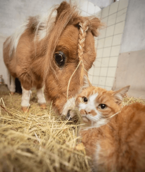 Пони, Германи, мировой рекорд, лошадь, Книга рекордов Гиннеса