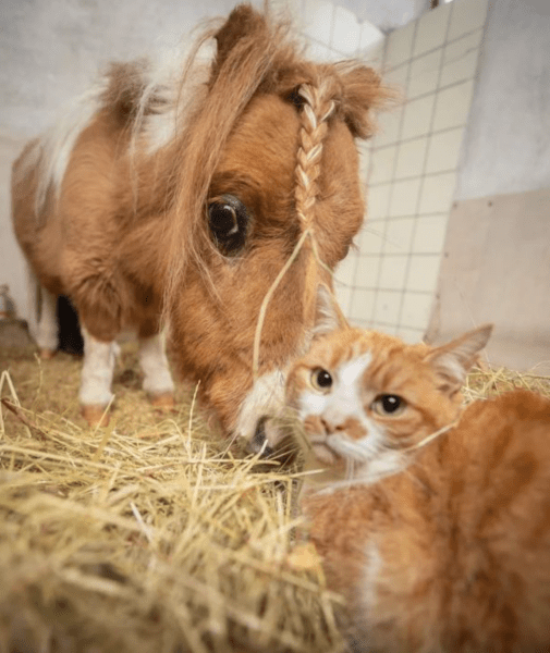 Поні Памукель і кіт Робін Поні, Германі, світовий рекорд, кінь, Книга рекордів Гіннеса