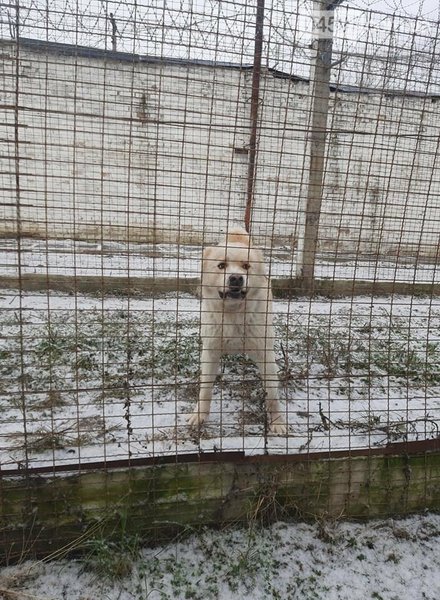 собака, породистая, буча, киевская область, служебная собака