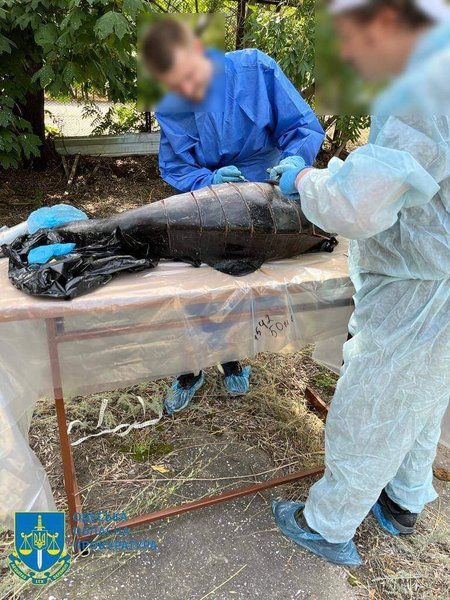 мертвые млекопитающие, война в украине, дельфины, черное море, вс рф, сонары