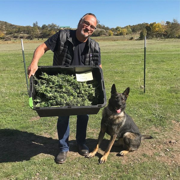 джеймс белуши, марихуана