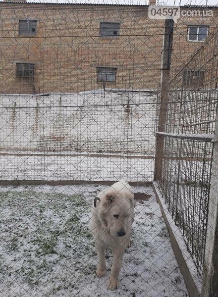 собака, породистая, буча, киевская область