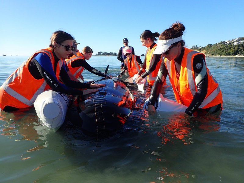 Зоозащитники из Project Jonah учатся спасать животных.