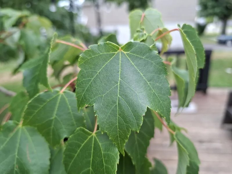Фото на Samsung Galaxy A37