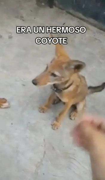 Собака виявився диким звіром, пес виявився койотом, курйози, тварини, дикі звірі, фото, Мексика