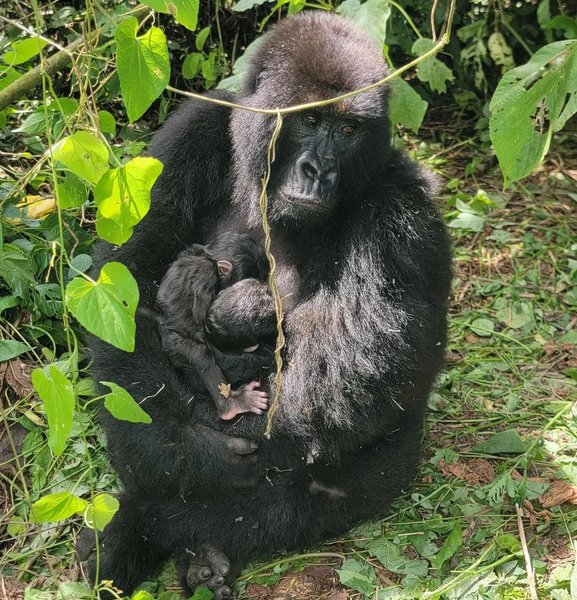 гірська горила дитинчата близнюки