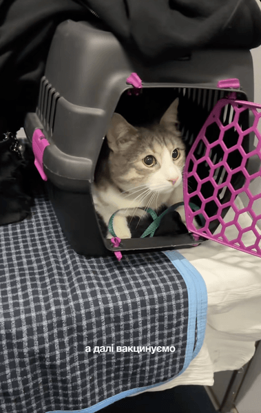 выезд кота за границу