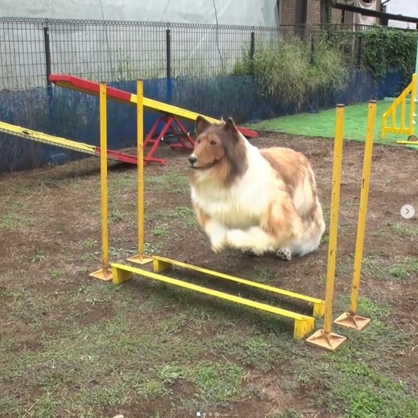 Человек-пес прыгает через барьер