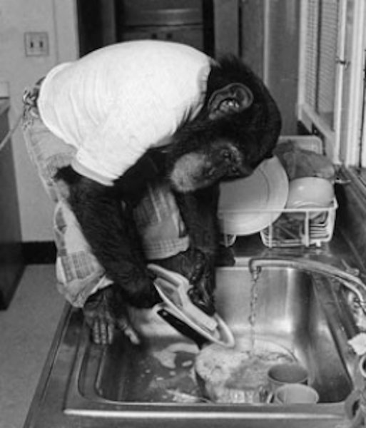 шимпанзе ним чимпский