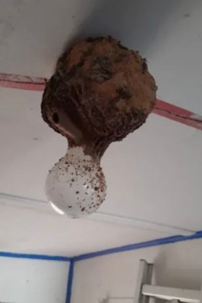 Гніздо ос, моторошна знахідка, оси, комахи, гніздо комах, лампочка, магазин садових товарів, спрей від комах