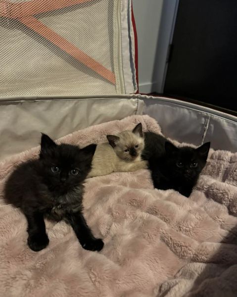 Мужчина нашел коробку с котятами под грузовиком, что произошло дальше, курьезы, интересности, невероятные истории из жизни