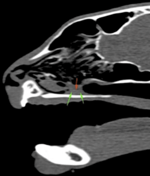 Кот чихал две недели, кот, домашнее животное, трава застряла в носу кота, растение в носу животного, ветеринары, рентген