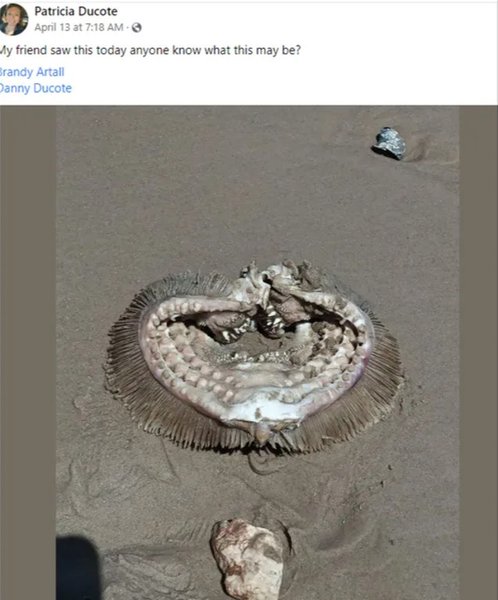 Существо, останки рыбы, пляж