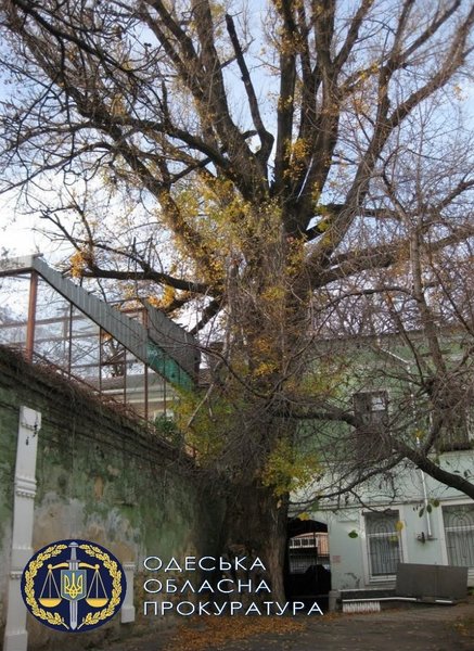 Пушкинский тополь, Одесса