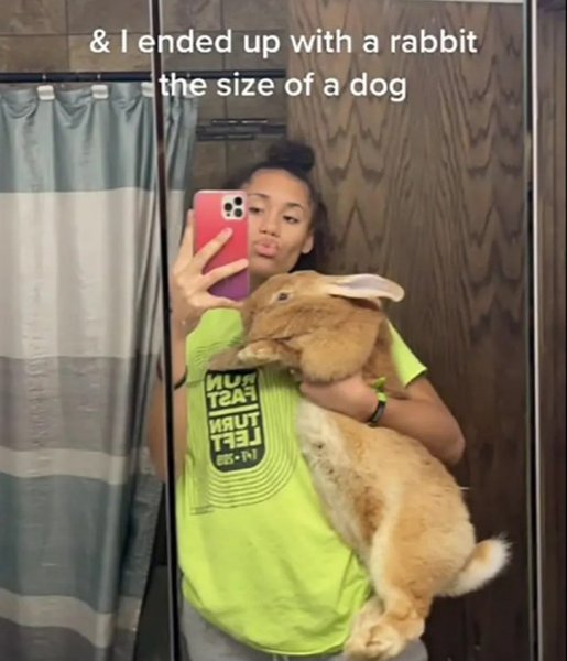 Фламандский кролик