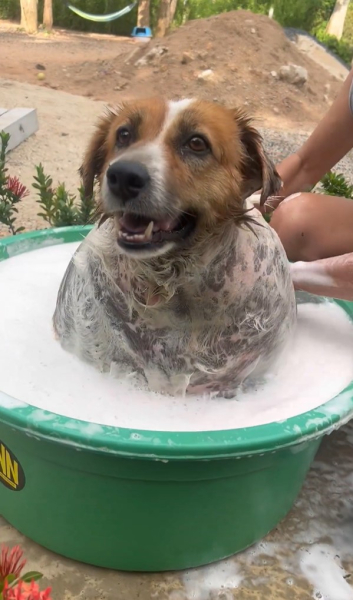 як відмивали пса від вуличного бруду Порятунок собак, порятунок тварин, зоозахисник, лікування собаки