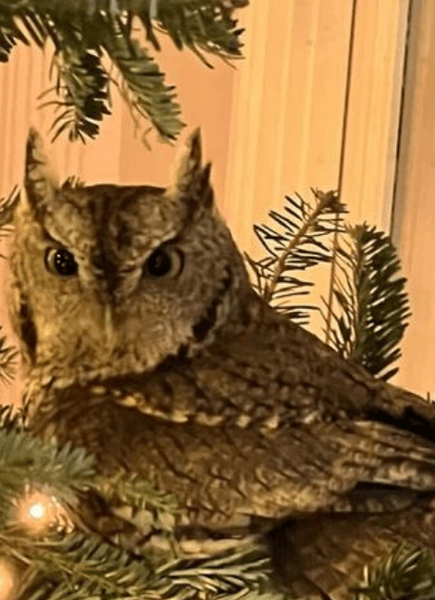 сова, ялинка
