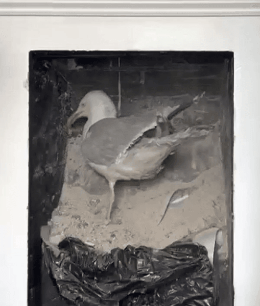 Старый камин, дымоход, чистка камина, перья в камине, птица в камине, как прочистить камин, камин в гостиной, чайка в камине