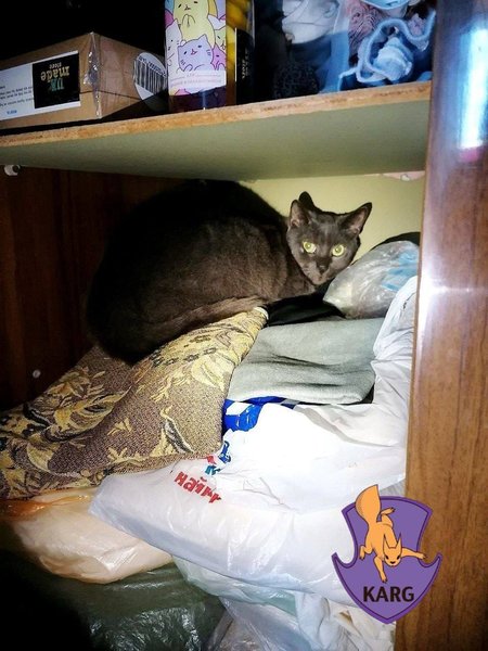 Kyiv Animal Rescue Group рятує тварин у Києві