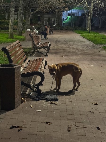 Собачку бросили в парке