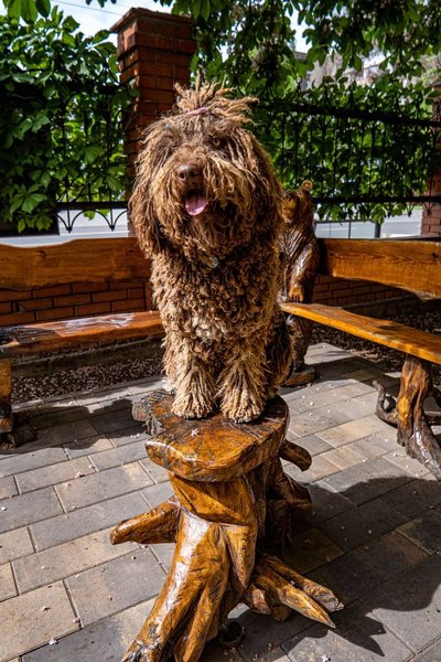 Собака-терапевт Банана з ДСНС