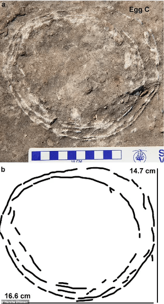 динозаври, яйця, індія