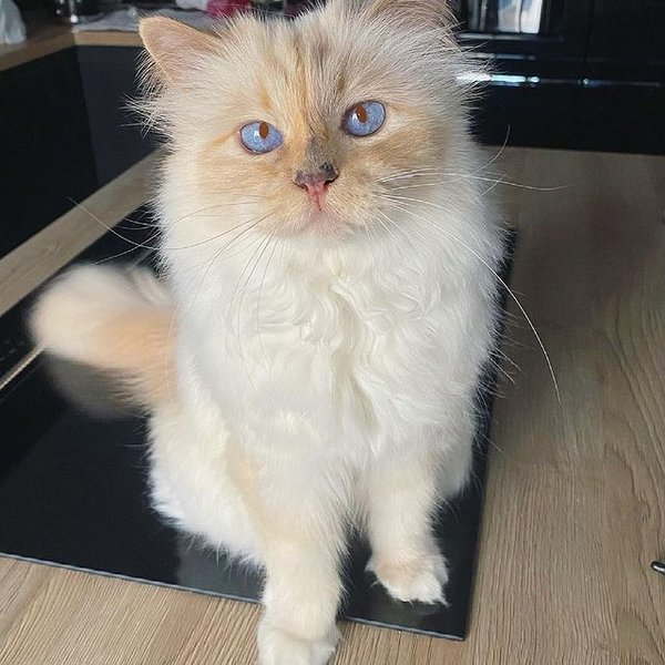 Шупетт, кішка, вакцинація