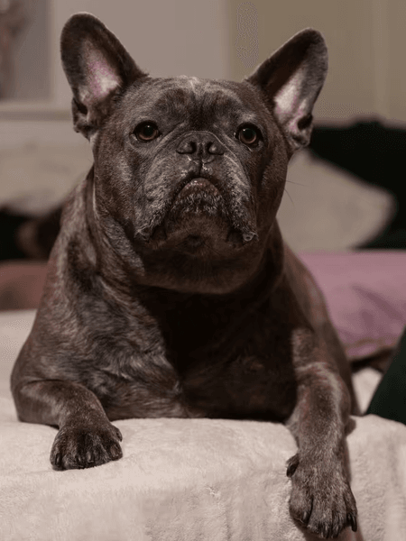 Большой бульдог, огромная собака, французский бульдог, большая собака, новый рекорд, большой вес, собака с лишним весом, звезда соцсетей