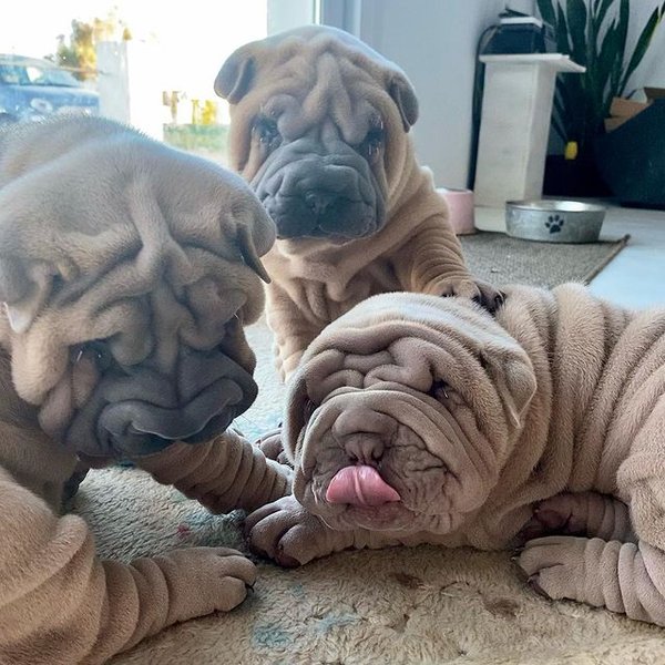 Харви, шарпей