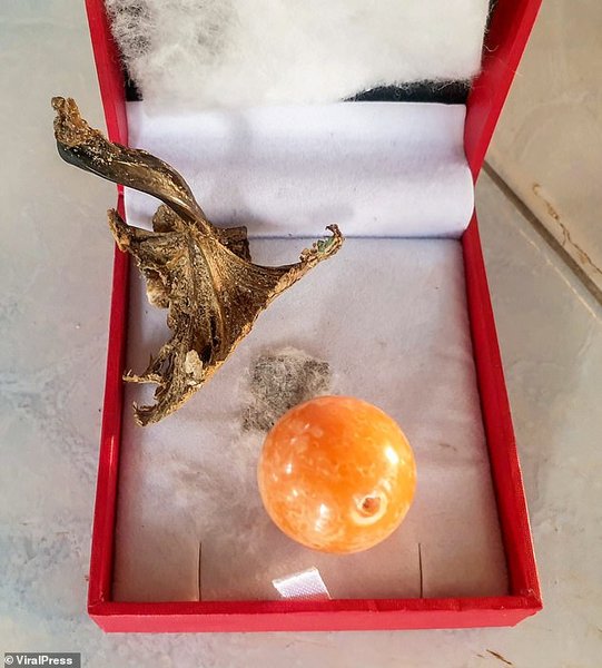 жемчужина, жемчуг мело, таиланд