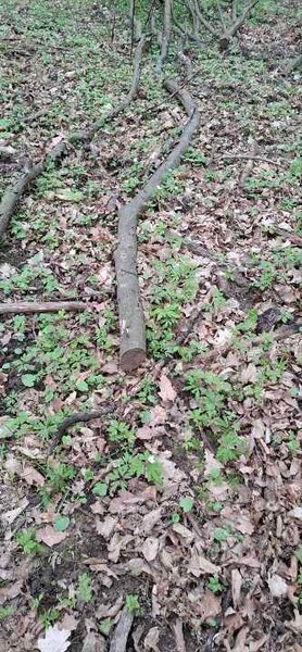 у Тернополі конфіскували гілку дерева