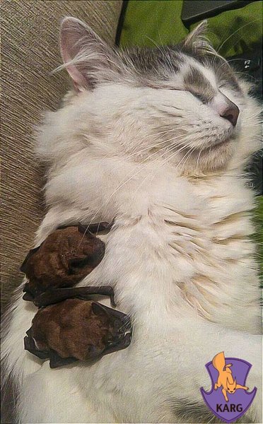 Kyiv Animal Rescue Group рятує тварин у Києві