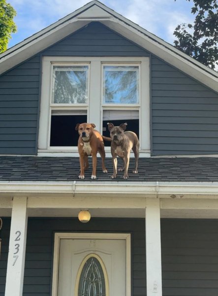 Дві собаки стоять поруч на даху будинку перед відчиненим вікном