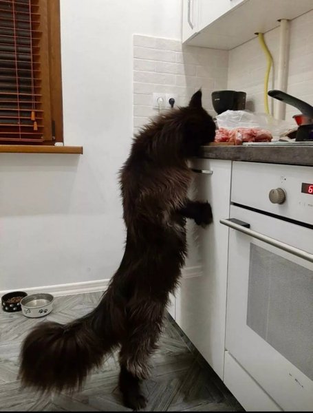 Гігантський кіт, мейн-кун, кіт зростом з людину, величезний кіт, кіт на прізвисько Зевс, Даніела Єрмолаєва, задні лапи, корм для кота