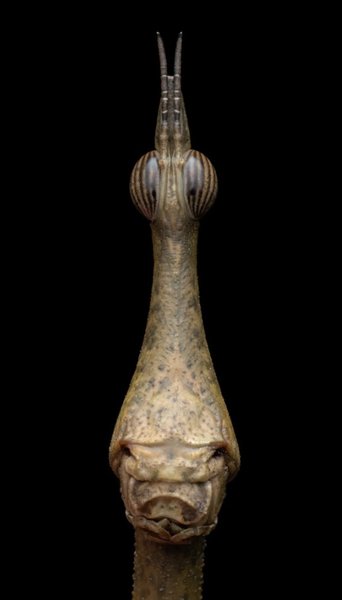 коник палочник