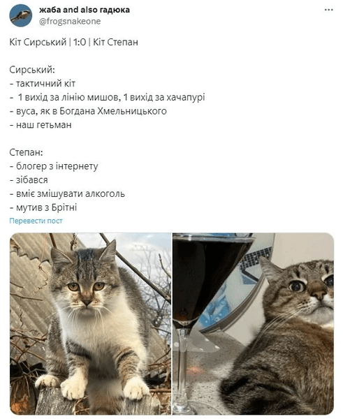 сирський кіт