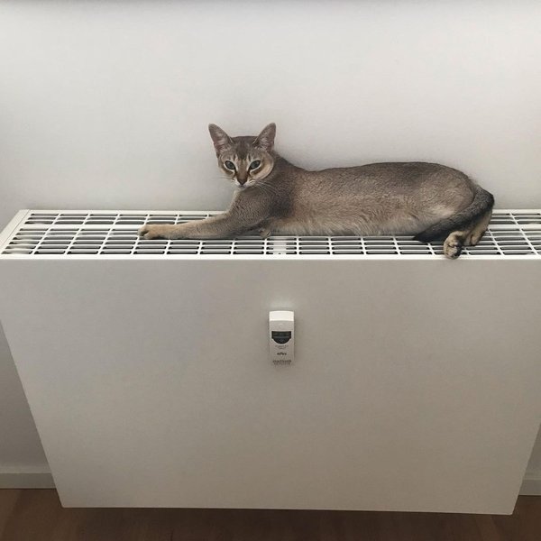 сингапурская кошка